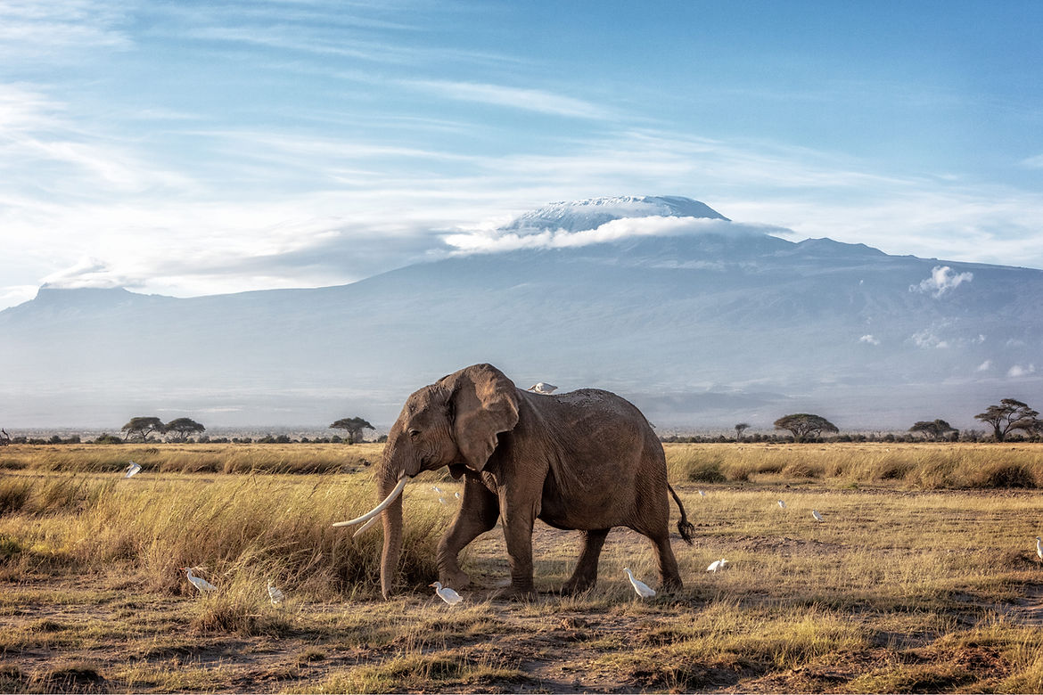 African giant_