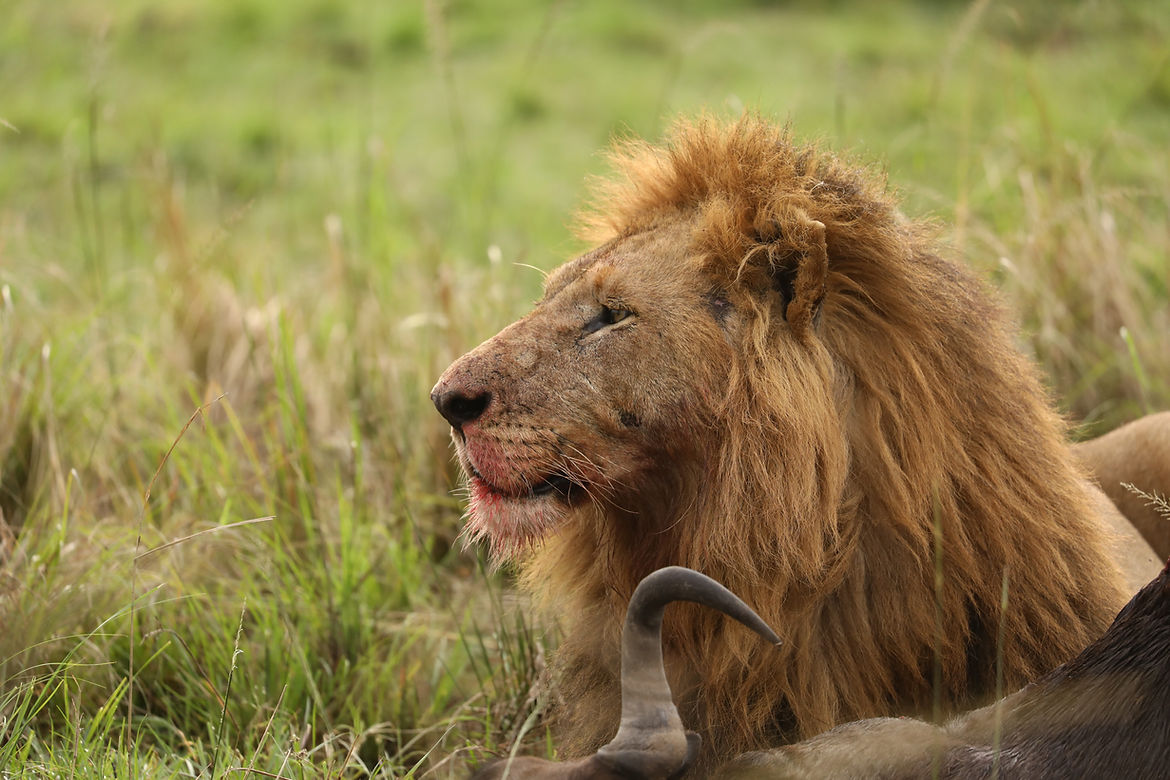 Pride of the jungle