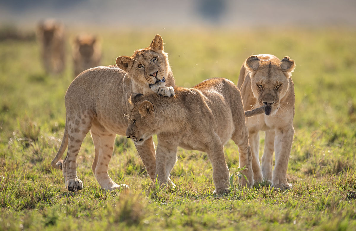 Playful pride
