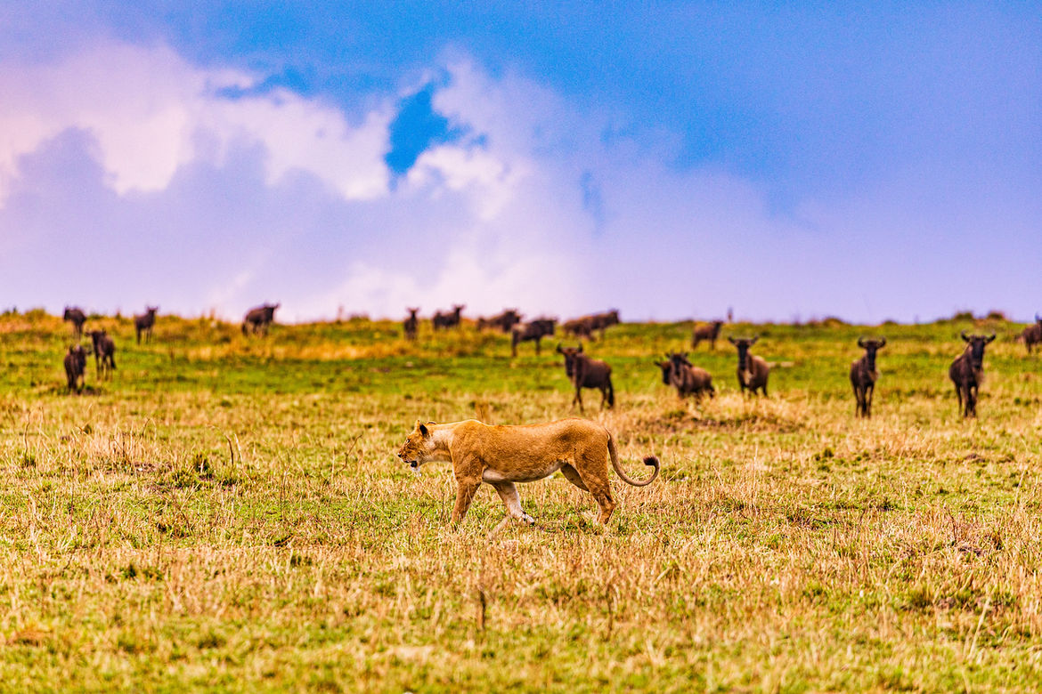 Graceful lioness