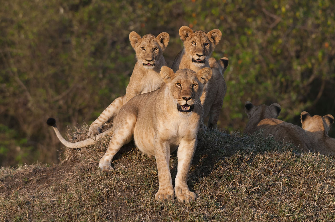 Golden hour pride