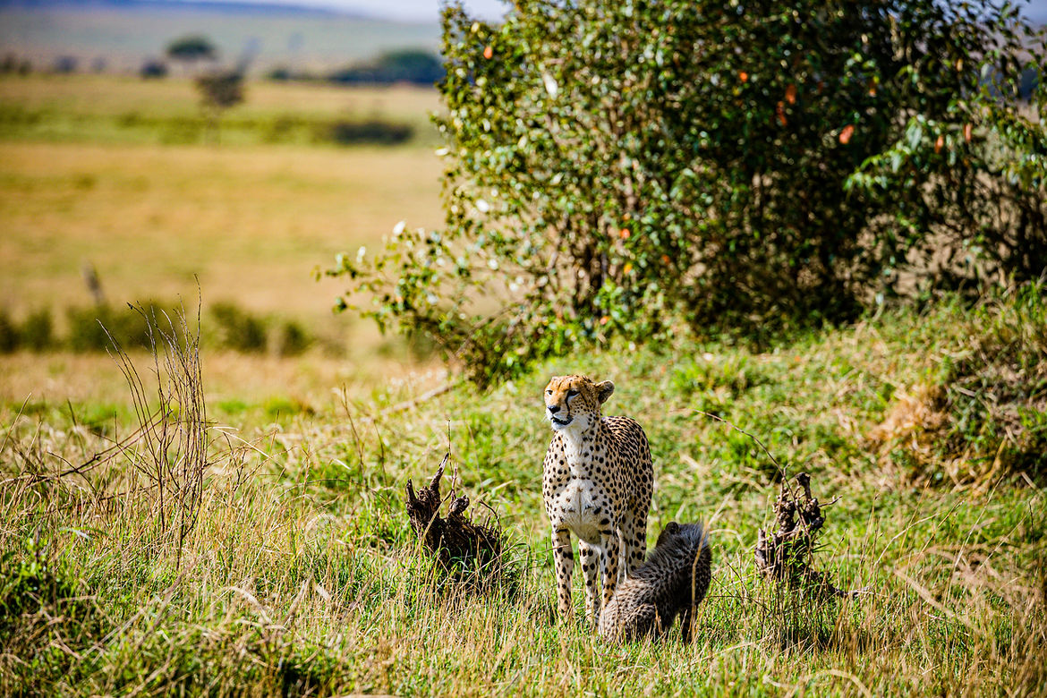 Speed of the Mara