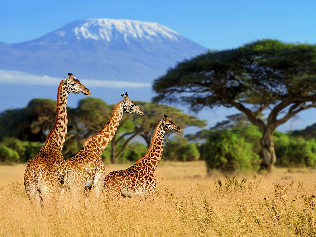Kilimanjaro & giraffes