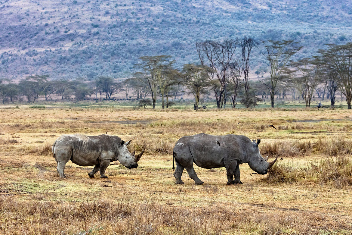 Lake Nakuru Rhinos