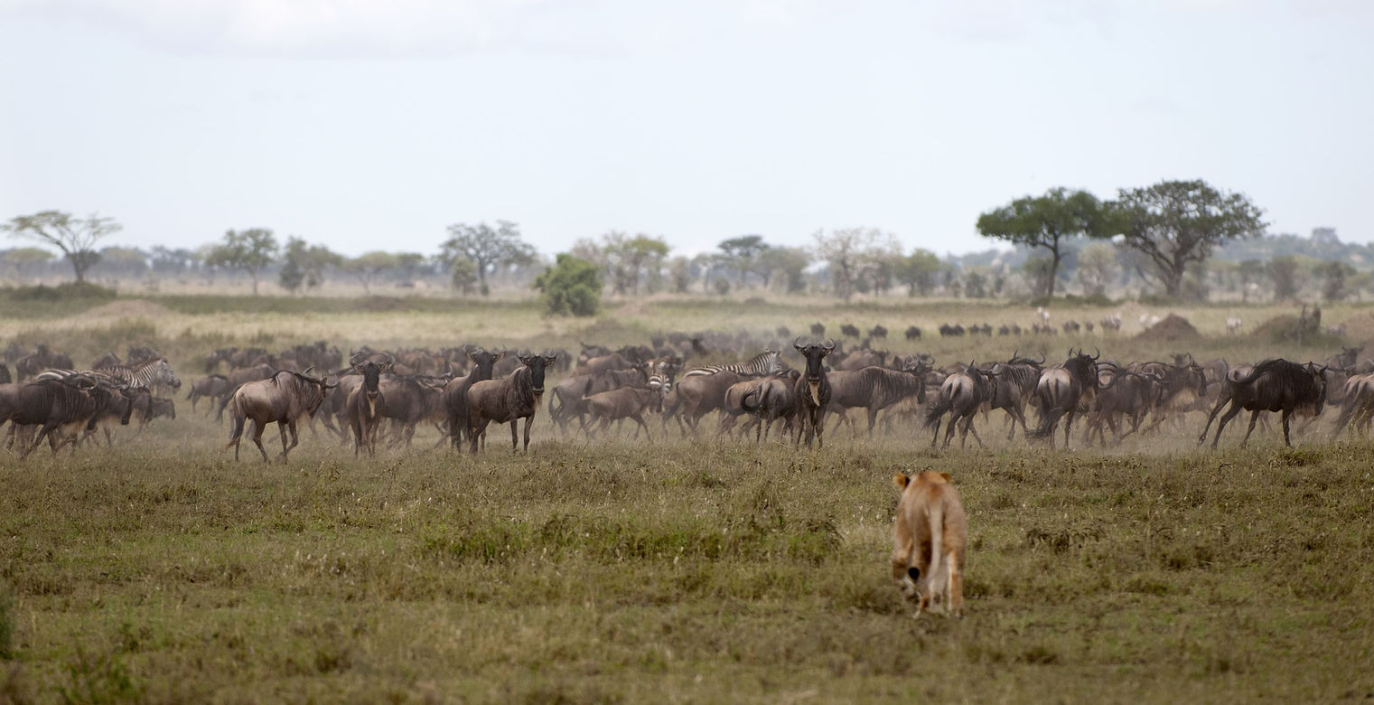 Predator and Prey