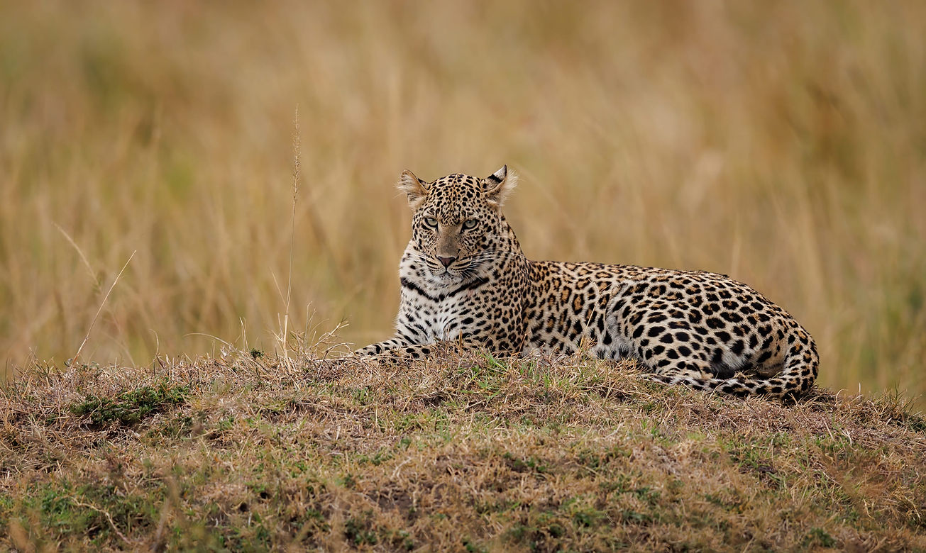 Elusive predator