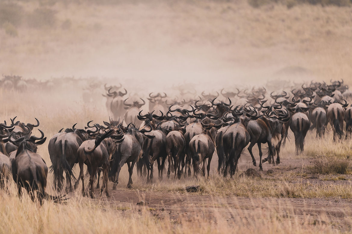 Wildebeest on the move