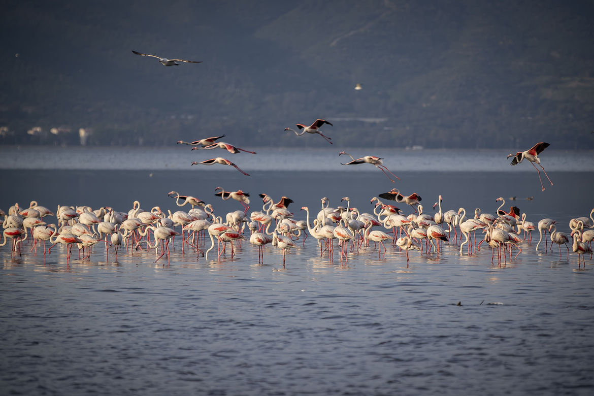 Flamingo Flock