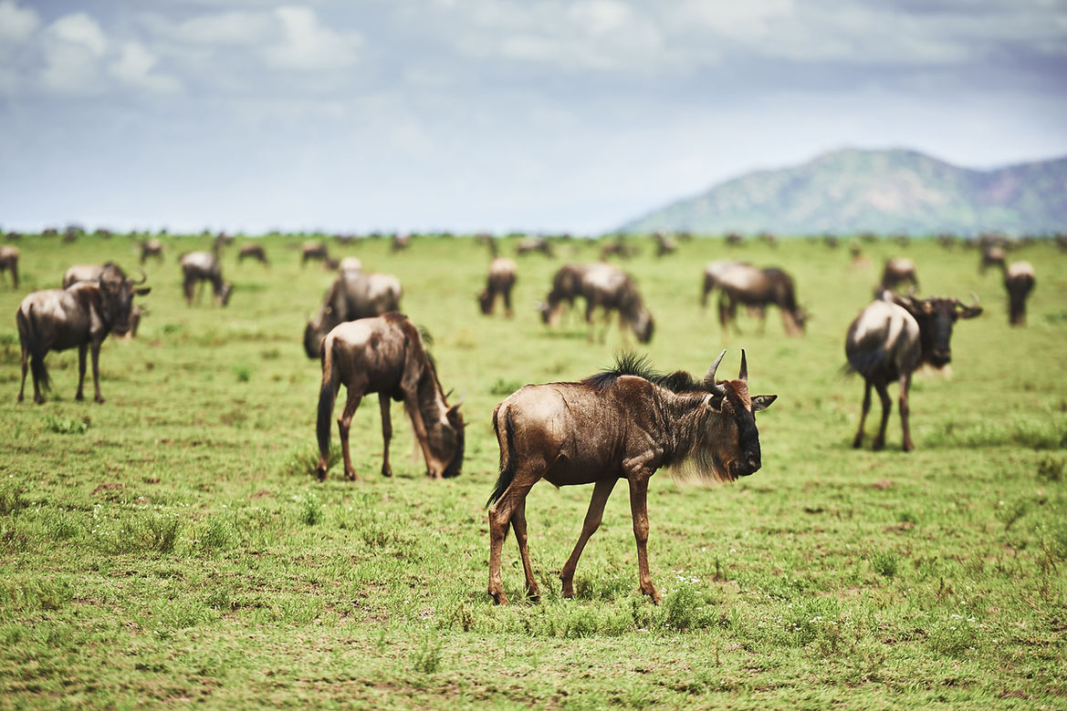 Wildebeest herd