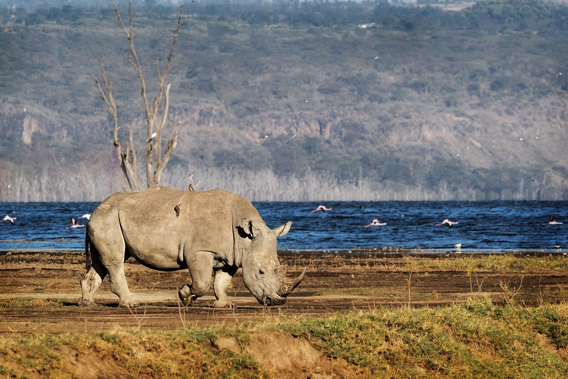 Rhino by Lake Nakuru