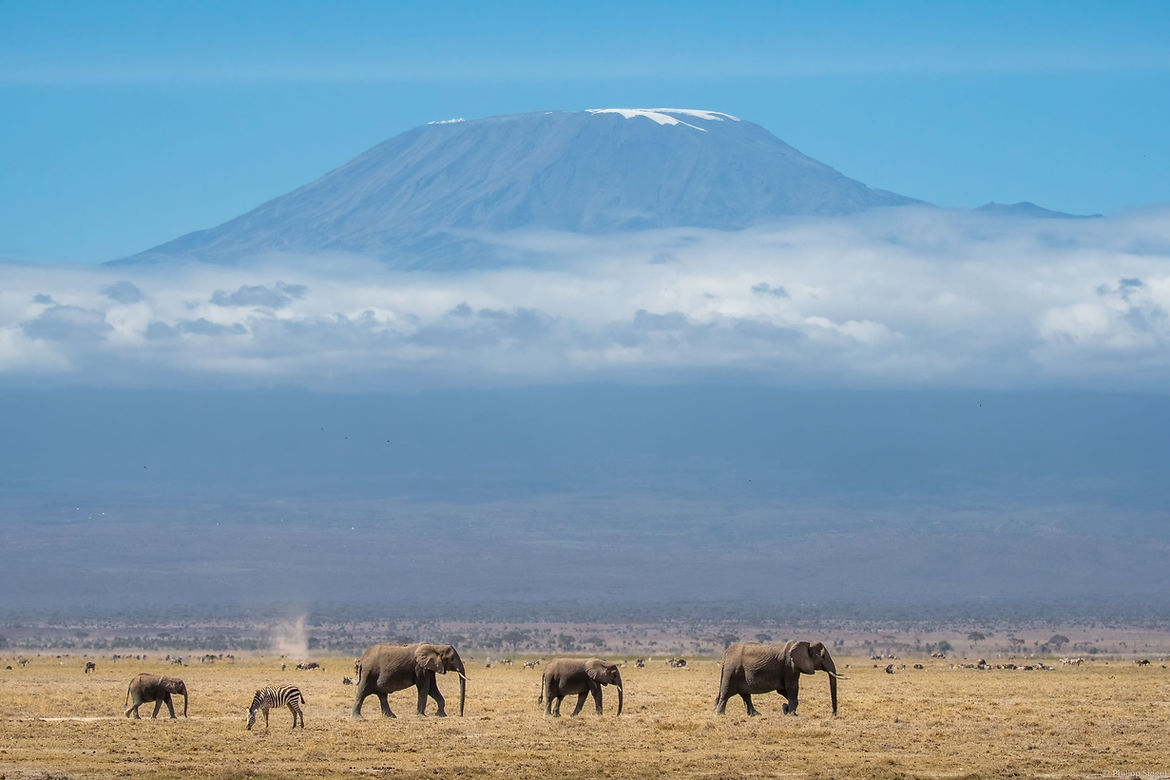Graceful giants