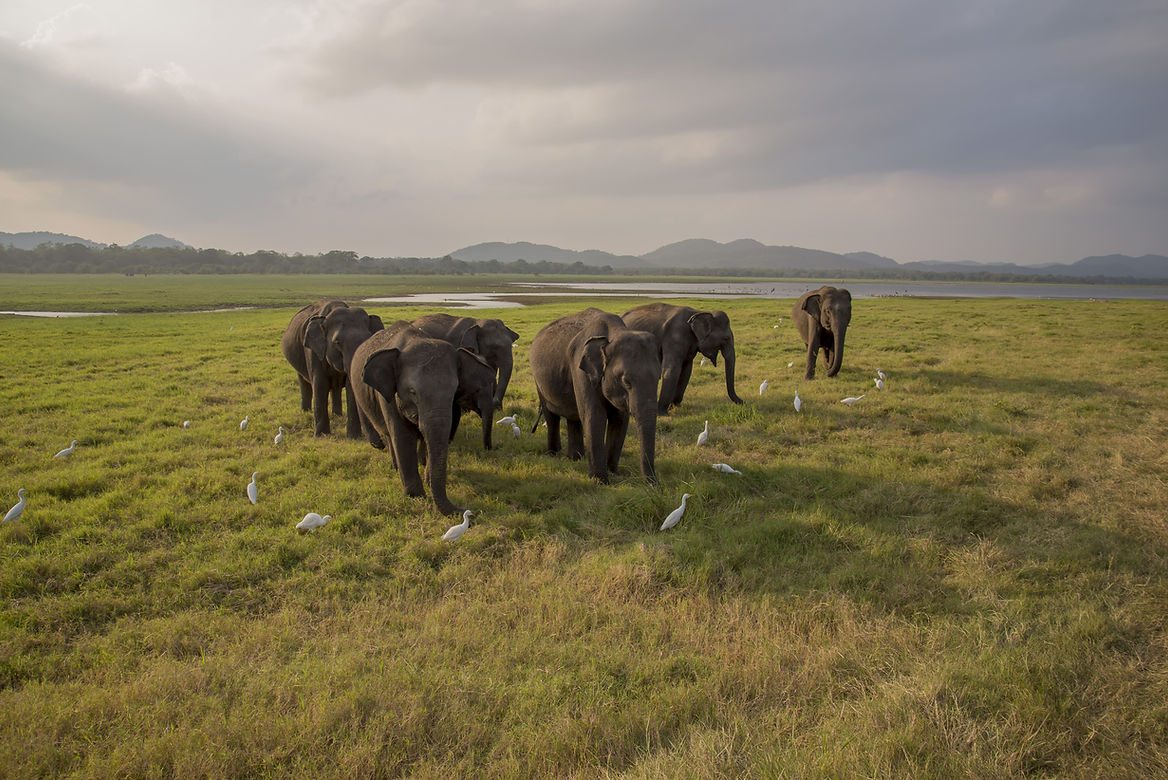 Majestic elephant herd