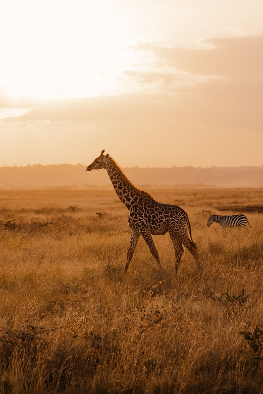Giraffe at sunset