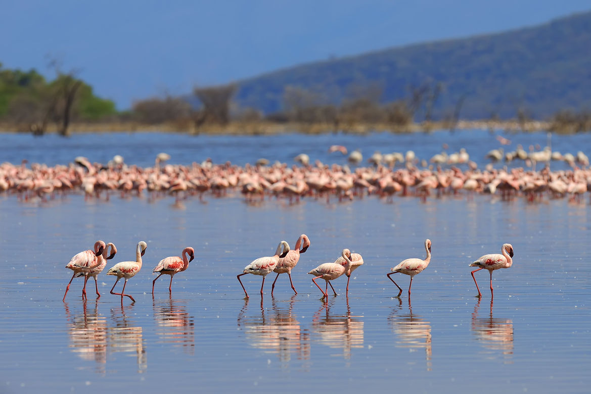Flock of flamingos