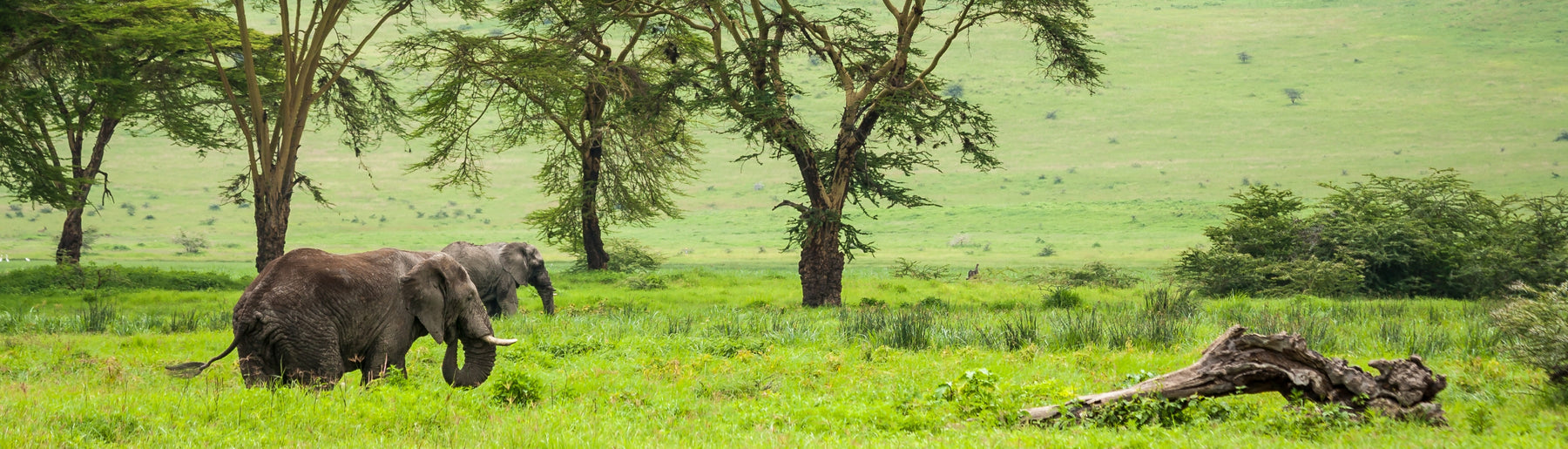Day 3: Lake Manyara to Ngorongoro Crater Safari
