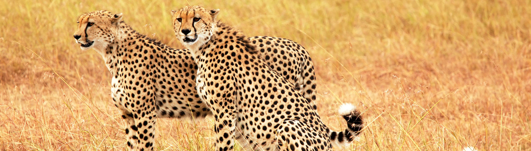Day 3-4: Exploring Masai Mara