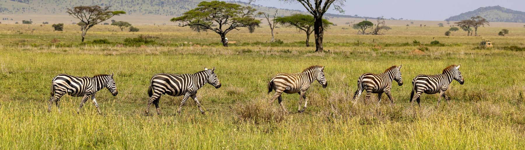 Day 3-4: Exploring the Central Serengeti