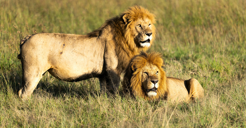 The Essence of Masai Mara