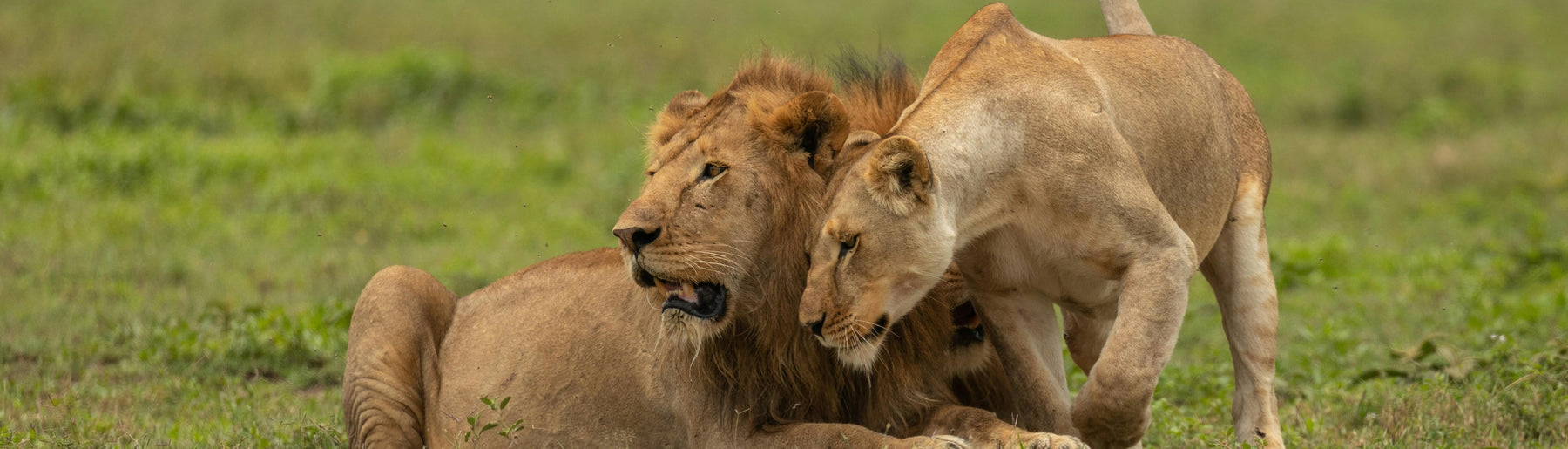 Day 5: Maasai Mara to Nairobi – Departure