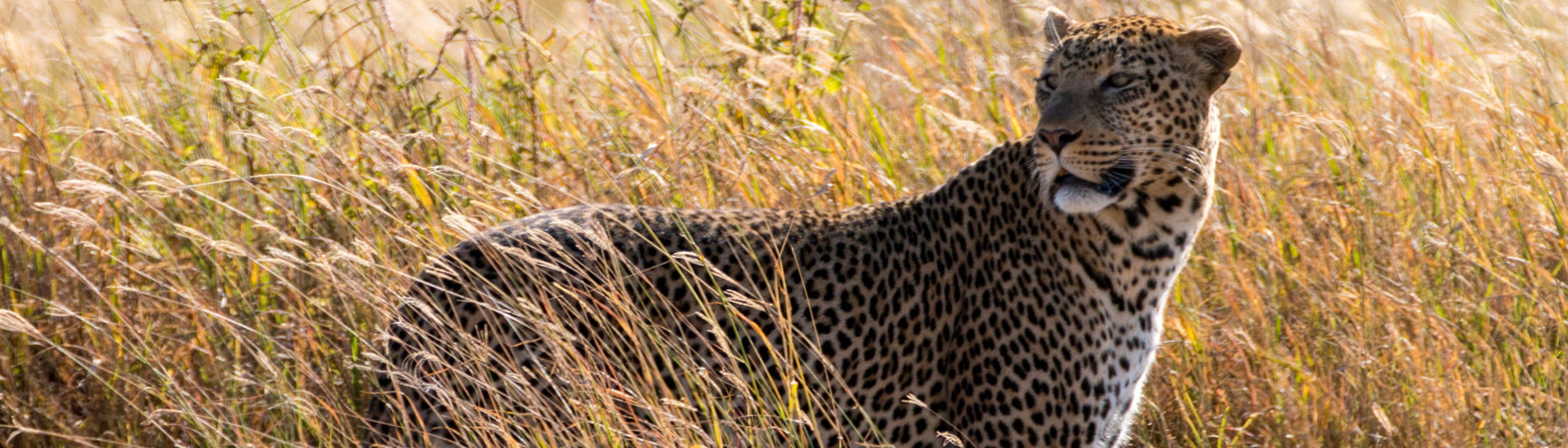 Day 5: Drive to Serengeti