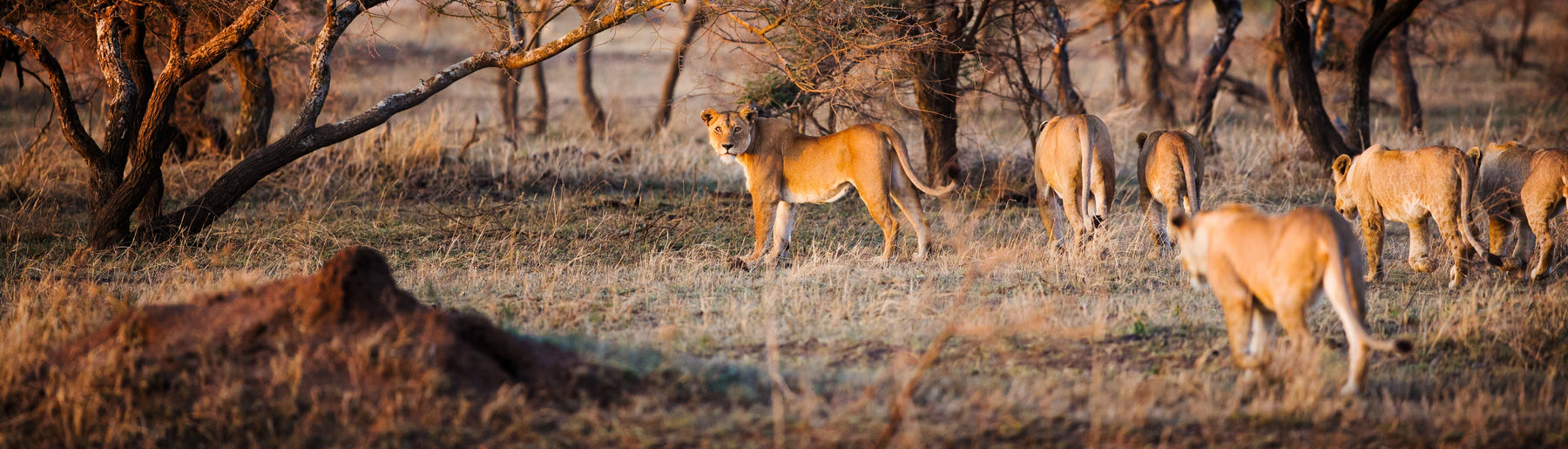 Day 5: Central Serengeti to Kilimanjaro – Departure