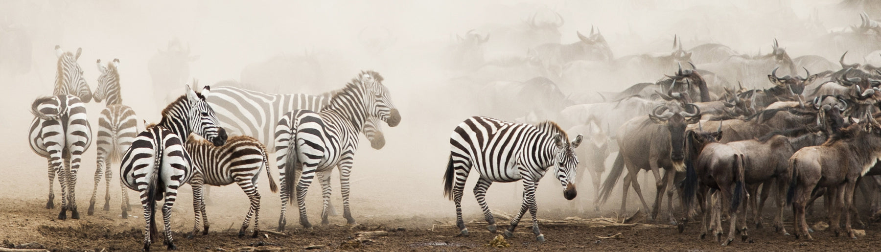 Day 6-7: Safaris in Central Serengeti