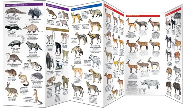 East Africa Wildlife (Nature Observation International)