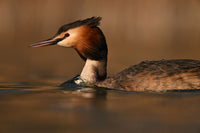 Nikon Z 180-600mm f/5.6-6.3