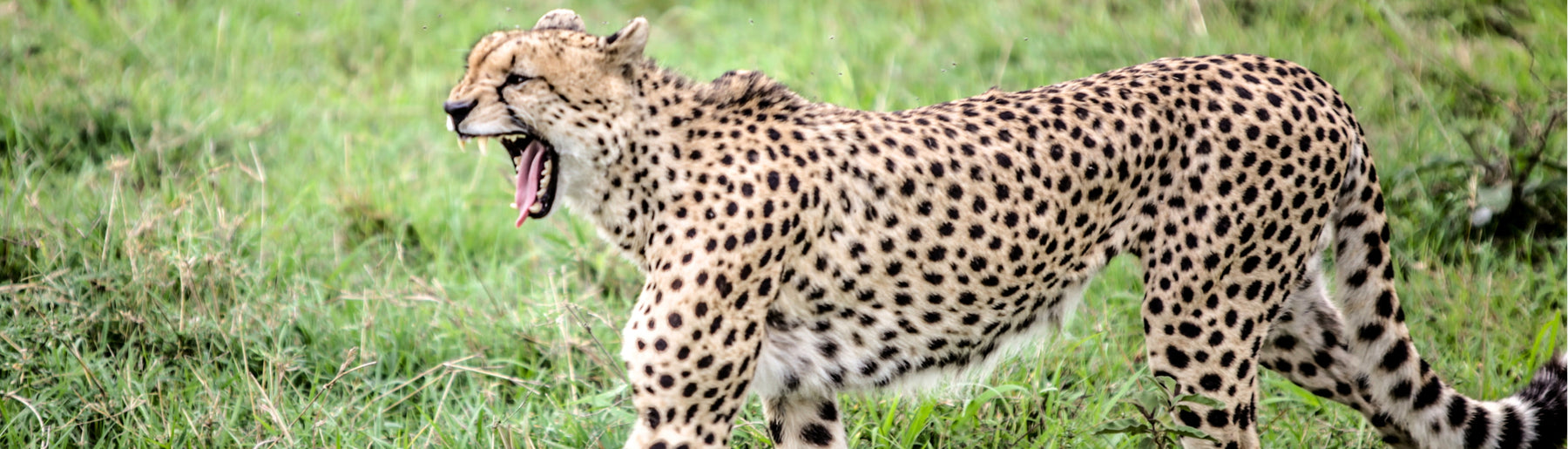 Day 9: Masai Mara to Nairobi – Departure