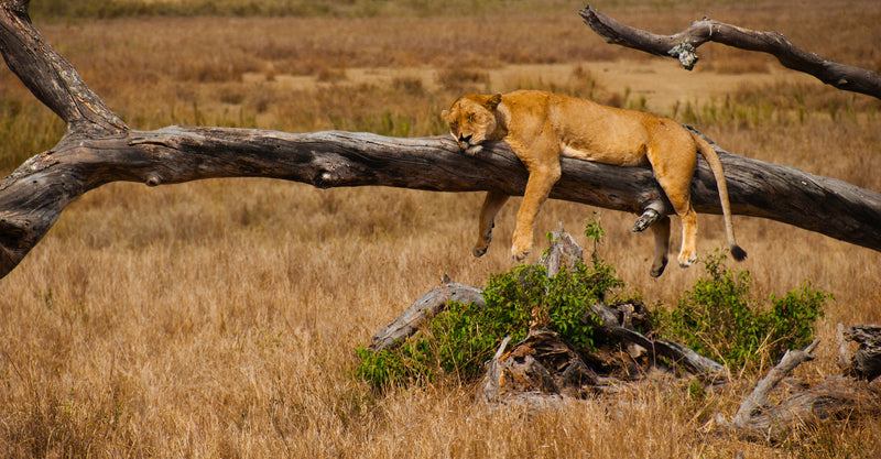 The East African Wilderness Circuit