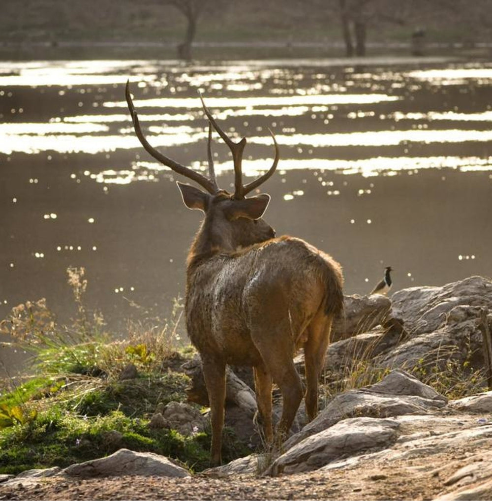 RANTHAMBORE NATIONAL PARK