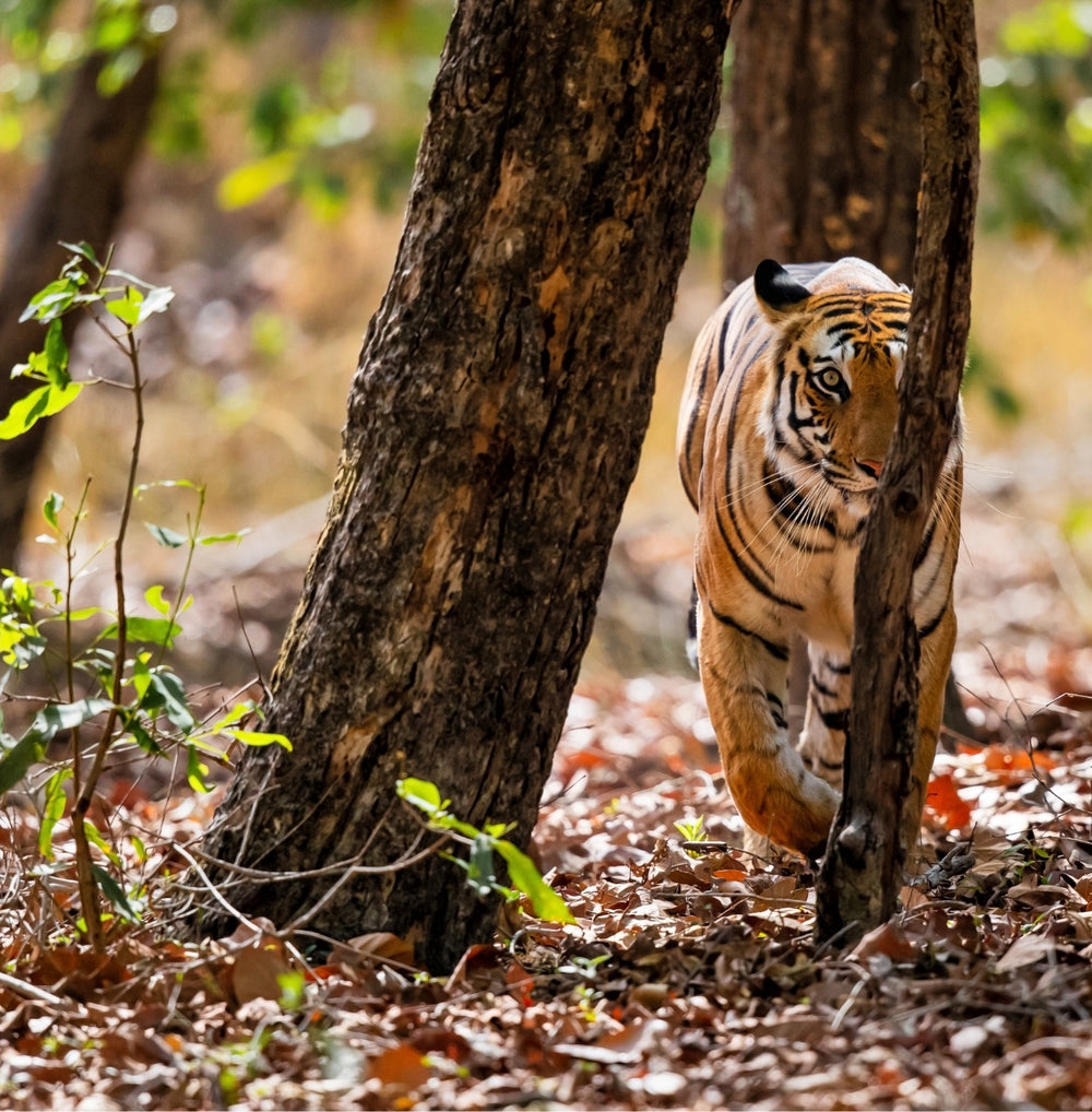 BANDHAVGARH NATIONAL PARK